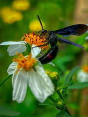 bee on yellow flower