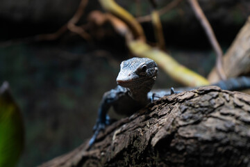 Exotic lizard resting on tree branch in zoo