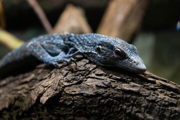 Lizard in terrarium, close-up portrait of reptile in naturalistic enclosure, exotic pet photography, detailed animal close-up