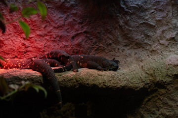 Lizard in a terrarium, exotic reptile resting on a branch under warm light, close-up of reptilian pet in naturalistic enclosure