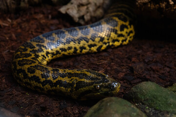 Snake in terrarium, exotic reptile in captivity, wildlife preservation and exotic pet care