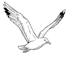 seagull, bird, flying, drawing, lineart, illustration, wings, feathers, flight, ocean, sky, animal, realistic, nature, coastal, marine, wildlife, freedom, outline, sketch, printable, coloring, white, 