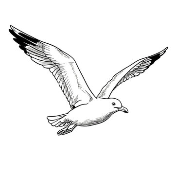 seagull, bird, flying, drawing, lineart, illustration, wings, feathers, flight, ocean, sky, animal, realistic, nature, coastal, marine, wildlife, freedom, outline, sketch, printable, coloring, white, 