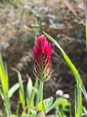 Crimson clover flower macro with soft green bokeh