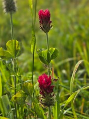 Crimson clover flower macro with soft green bokeh