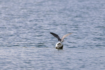 black tern