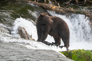 An Alaskan brown bear searching for salmon below Brooks Falls.