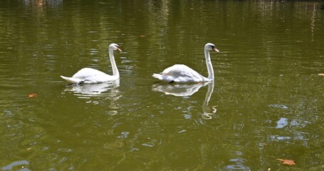 swans on the lake
