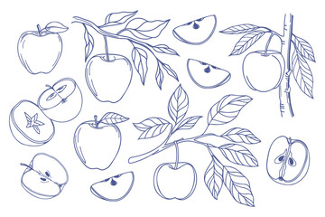 Set of hand drawn apples. Apple fruit outline set. Collection of apple sketches. Illustration.