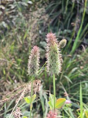Hare's-foot clover seedheads with soft meadow bokeh