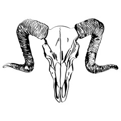 Goat skull line illustration front view