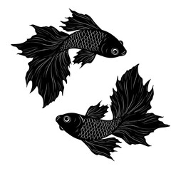 betta, fish, silhouette, art, aquarium, illustration, drawing, fins, tail, elegant, swimming, graceful, water, animal, aquatic, tropical, pet, black, vector, outline, fancy, scale, beauty, flow, marin