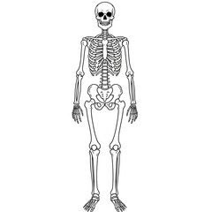 skeleton, human, anatomy, diagram, bones, illustration, body, biology, medical, education, science, structure, skull, ribcage, pelvis, spine, femur, tibia, ulna, radius, clavicle, scapula, vertebrae, 