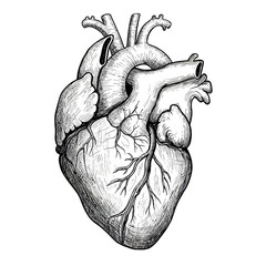 heart, anatomical, organ, vector, sketch, lineart, drawing, human, biology, clipart, illustration, medical, science, anatomy, realistic, detailed, veins, arteries, vintage, engraving, graphic, muscle,