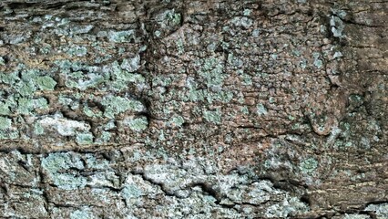 Detailed rustic bark with abstract natural patterns. Great for artistic design, digital overlays, rustic backgrounds, and creative abstract projects