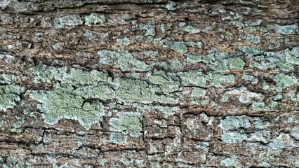 Macro view of tree bark surface in natural condition. Suitable for ecology, environment, forest life, sustainability, and wildlife habitat illustrations