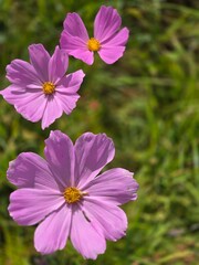 Pink cosmos flower in meadow with soft bokeh