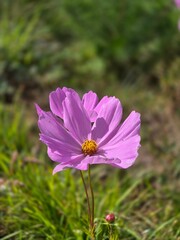 Pink cosmos flower in meadow with soft bokeh
