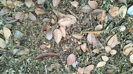 Close-up Texture of Dry and Dead Leaves Scattered on the Ground in a Woodland Setting