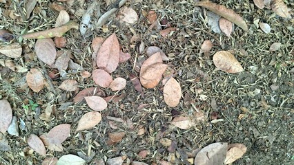 Detailed Texture of Dry Brown Fallen Leaves Covering the Ground, a Natural Autumn Carpet