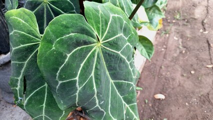 Botanical Close-Up of Anthurium Crystallinum Velvet Leaf in Tropical Garden