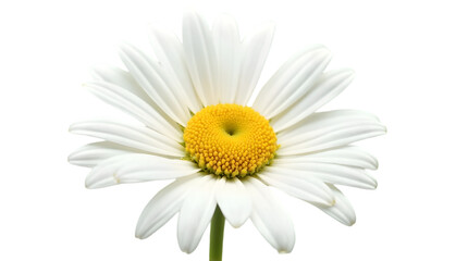 Single White Daisy Flower with Yellow Center on Transparent Background