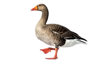 Goose standing proudly with orange beak and feet on white background.