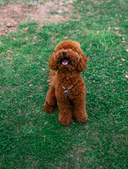 Photograph of a brown poodle sitting on green grass outdoors, looking up with a happy expression. Perfect image for themes related to pets, companionship, happiness, and outdoor activities.