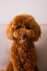 Portrait of a brown poodle with a happy face. Perfect image for themes related to pets, companionship, happiness, and outdoor activities.