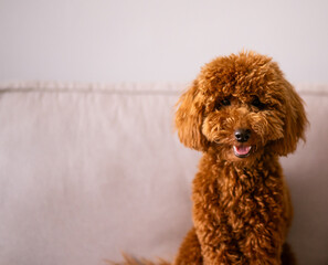 Portrait of a brown poodle with a happy face. Perfect image for themes related to pets, companionship, happiness, and outdoor activities.