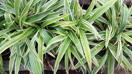 Healthy and Vibrant Spider Plant (Chlorophytum comosum): Close-Up of Lush Green Leaves with White Edges, an Easy-to-Care Indoor Plant for Natural Home Gardening