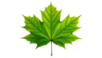 Green Maple Leaf Detailed Closeup View.