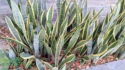 Obraz premium Snake Plant (Sansevieria trifasciata): Low-Maintenance Greenery for Healthy Homes and Office Spaces
