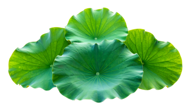 Lush Green Lotus Leaves Isolated on White Background.