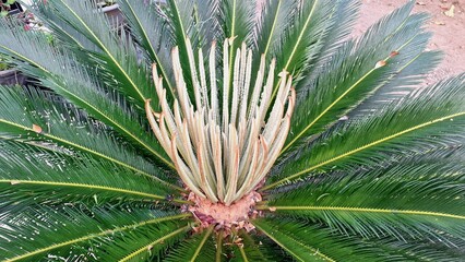 Fototapeta premium Tropical Plant Foliage Texture from Cycas Revoluta Palm, Vibrant Green Leaf Lines Ideal for Nature-Themed Stock Images