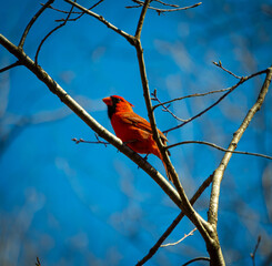 bird on a tree branch
