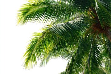 Naklejka premium Close-up of vibrant palm fronds against white background