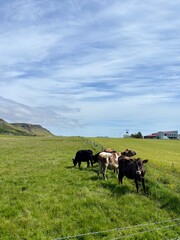 Cows grazing in Iceland 