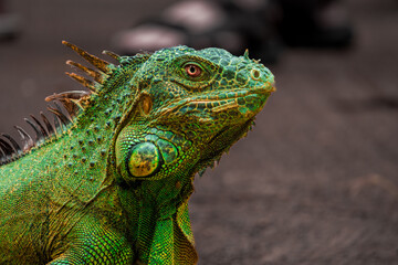 green iguana