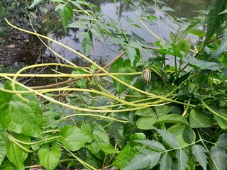 Cuscuta reflexa medicinal harb plant in nature. Cuscuta reflexa yellow multivitamin ingredients botany in rural village. 
