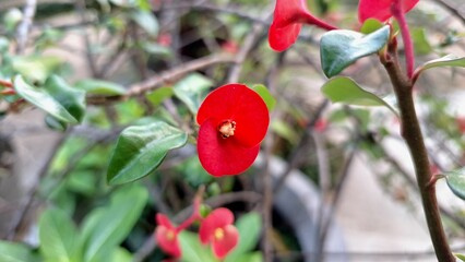 Close-up of Beautiful Red Euphorbia Milii (Crown of Thorns) Flowers