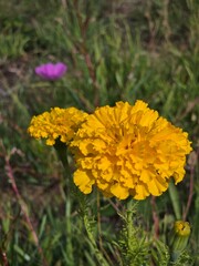 Bright yellow marigold bloom with soft meadow bokeh