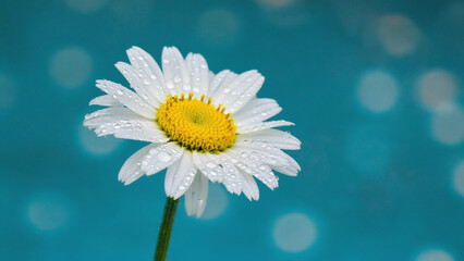 A close up shot of a white daisy with water droplets against a blurred blue bokeh background scene