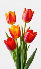 Naklejka premium Vibrant tulip blossoms shaped like lightbulbs, isolated on white background, ready for design projects, petal, garden, horticulture