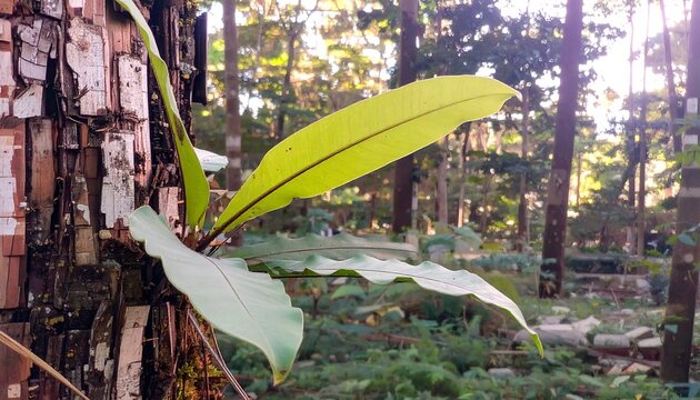 Green fern-like plant sprouts from a tree trunk with sunlight filtered through woods - Powered by Adobe