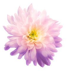 Chrysanthemum.  . Flower on  isolated  white background with clipping path without shadows. Close-up. For design. Nature.