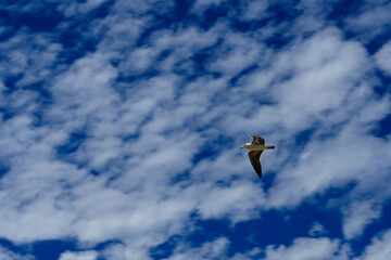 bird in flight