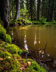 Forest pond in autumn