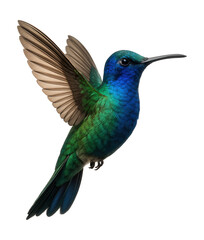 Fototapeta premium Hummingbird in flight on a white background.