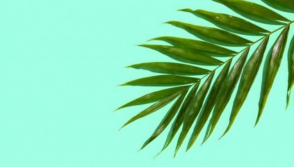 Green Tropical Palm Leaf Against Soft Mint Background for Design
